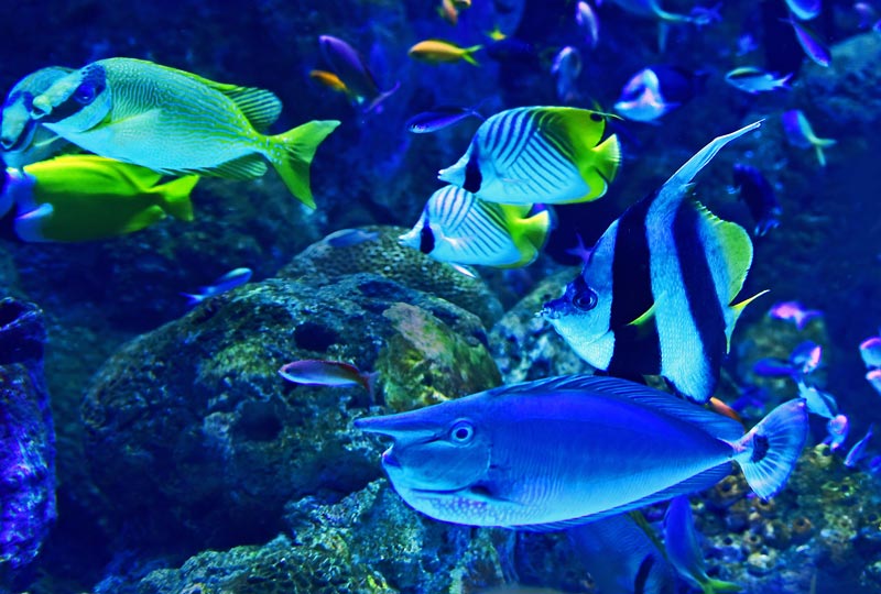 Acuario de O Grove