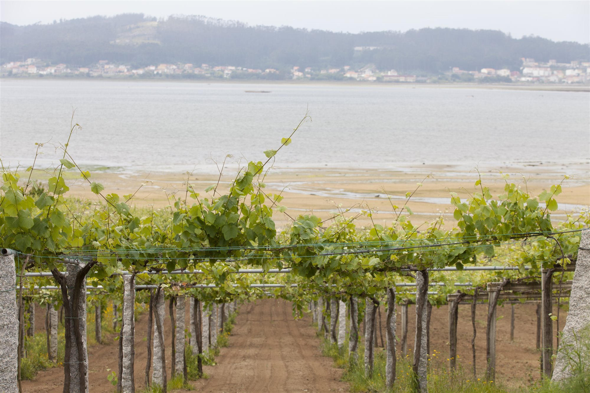 Las mejores bodegas de las Rías Baixas