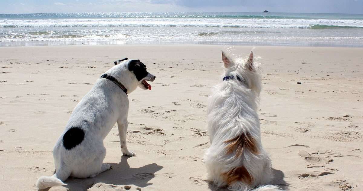Perro en la playa