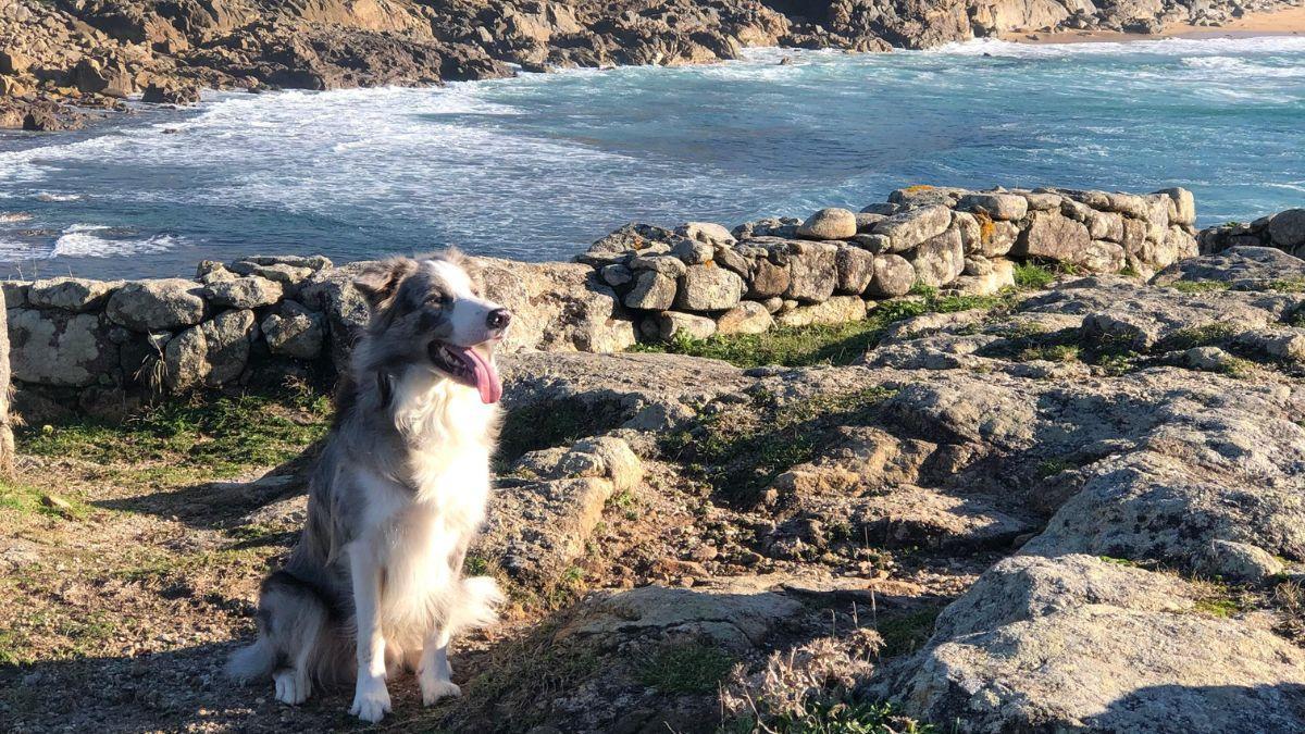 Viajar con perro en las Rías Baixas