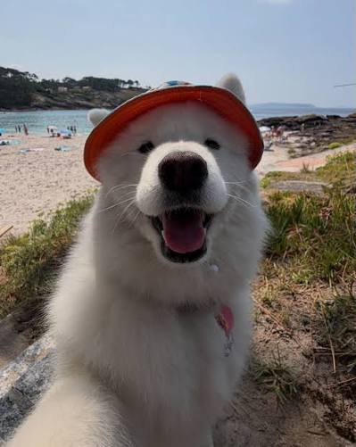 Playas con perro en las Rías Baixas